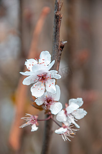 春天盛开山桃花摄影图