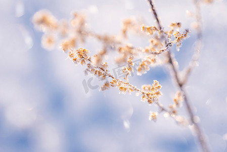 雪花满天飞摄影照片_梦幻雪花植物摄影图