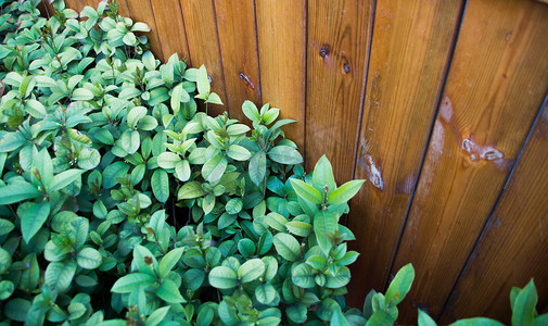 绿色植物木栅栏摄影图