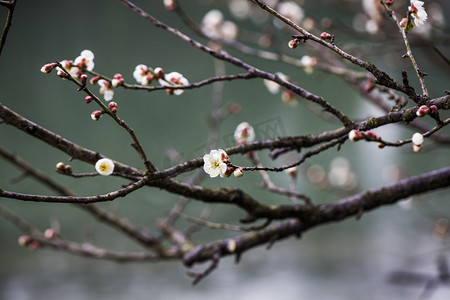 梅花花瓣摄影照片_杭州植物园白梅树枝枝干拍摄