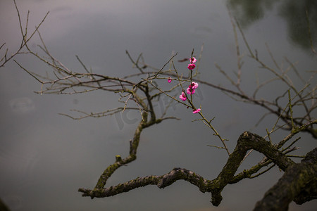 大寒节气摄影照片_杭州植物园风景红梅枝杈特写摄影图