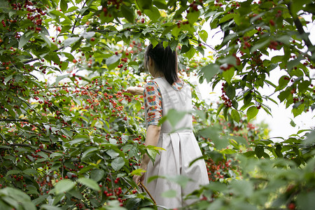 女王女孩摄影照片_摘樱桃的女孩