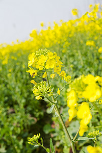 田野里黄灿灿油菜花摄影图