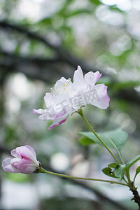 海棠花竖图摄影图