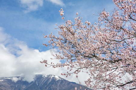 水墨桃花落花水岸民居摄影照片_西藏林芝桃花摄影图