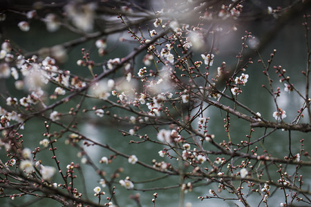 冬日梅花摄影照片_杭州植物园风景白梅湖面摄影图