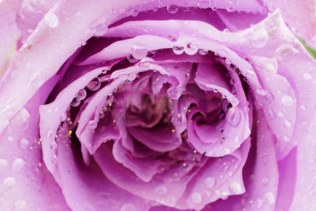 蓝紫色摄影照片_情人节紫色玫瑰花