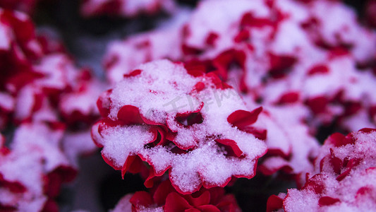 手绘喜鹊牡丹摄影照片_冬天雪后牡丹小红花摄影图