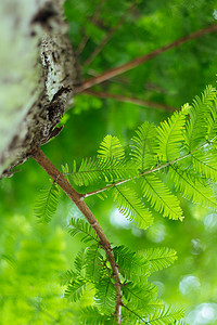 绿色树叶小清新摄影照片_小清新绿色植物一角摄影图