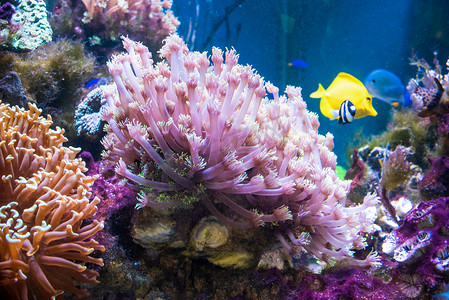海底世界摄影照片_动物珊瑚虫摄影图