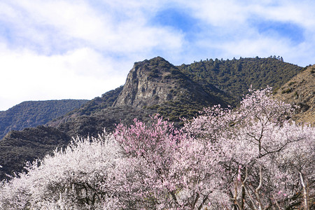 西藏林芝桃花谷摄影图