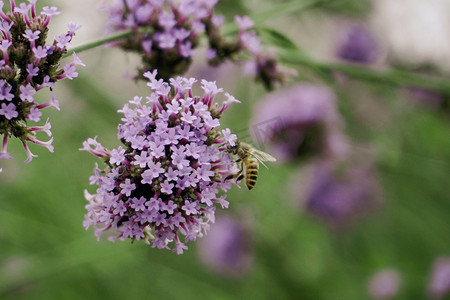 薰衣草和蜜蜂摄影图