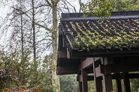 杭州植物园建筑摄影图