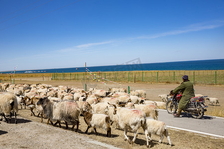 高速马路摄影照片_青海湖边一群羊摄影图