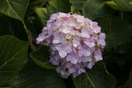 紫摄影照片_盛开绣球花紫阳花摄影图