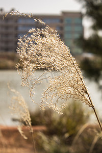 芦苇特写自然风景摄影图