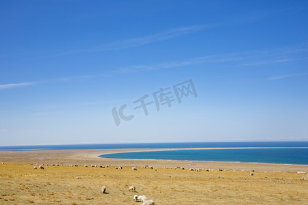 羊羊摄影照片_青海湖边一群羊摄影图