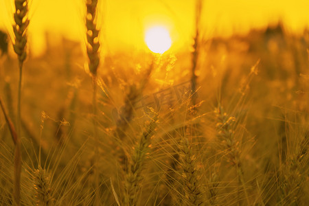 小麦麦子阳光摄影图