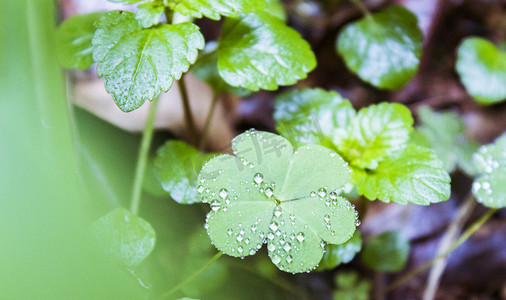 雨纷纷摄影照片_幸运草上水珠摄影图