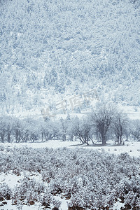 立冬雪花摄影照片_雪中树林摄影图