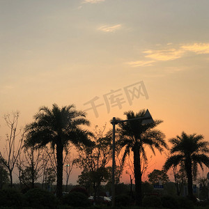 落日夕阳下树木剪影摄影图