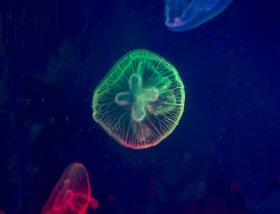 海洋馆拍摄之水母摄影图