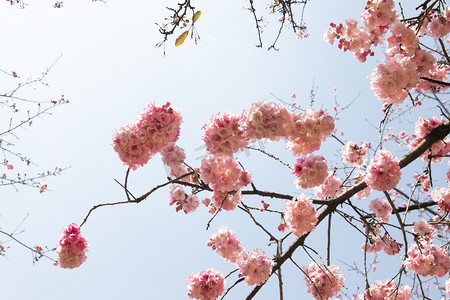 春天桃花繁花盛开自然风景摄影图