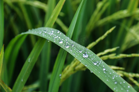 稻花香里说丰年摄影图片-稻花香里说丰年摄影作品-千库网