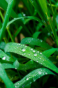 植物露水摄影照片_青草露珠摄影图