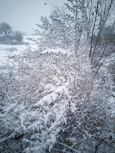 雪后树木自然风景摄影图