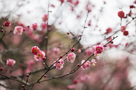 冬日限定摄影照片_杭州植物园红梅枝条