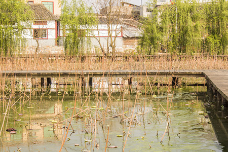 湿地木板走廊风景风光摄影图