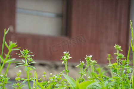 小草生长摄影照片_春天生长野草自然风景摄影图