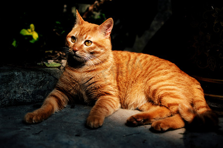 悠闲的橘猫摄影图