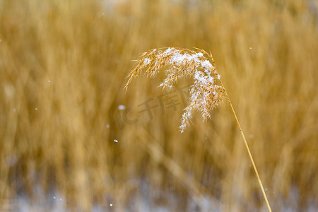 雪中芦苇花摄影图