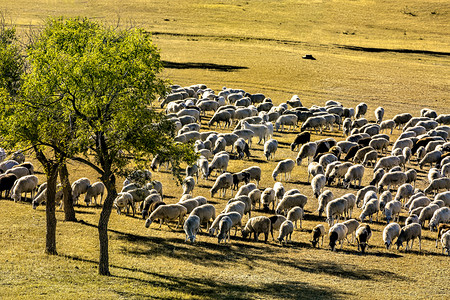 草地羊群和树木摄影图