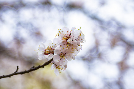 桃花树桃花枝摄影图