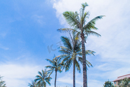 椰子树风光摄影图