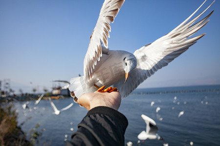 湖边摄影照片_大海湖泊海鸥喂食摄影图