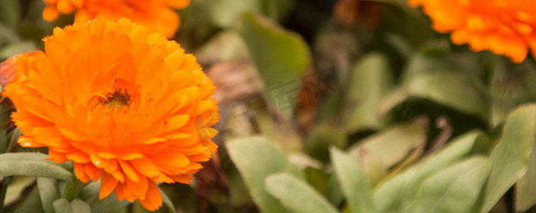 爱在重阳摄影照片_橙色非洲菊花朵自然风景摄影图