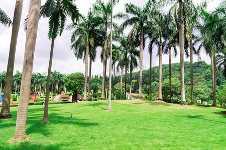 夏天很热的图片摄影照片_夏天椰子树摄影图