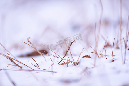 大雪看电视摄影照片_雪后小草被大雪覆盖植被摄影图
