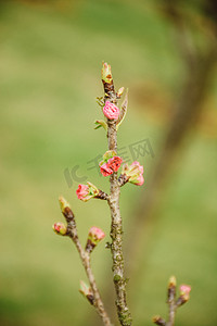 春天树枝上含苞待放花朵自然风景摄影图