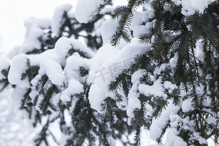冬天下雪雪景树木摄影图