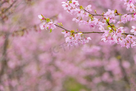 枝条摄影照片_枝条樱花和叶子摄影图