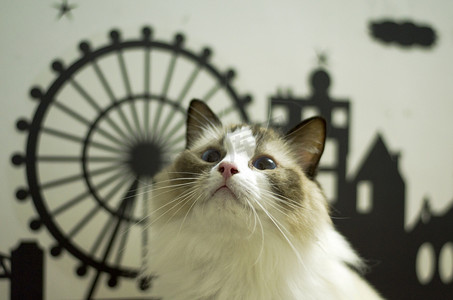 q版客服头像摄影照片_可爱白色布偶宠物猫咪摄影图