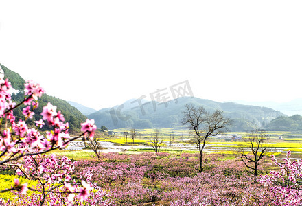 桃花字体摄影照片_桃花油菜花和树木摄影图