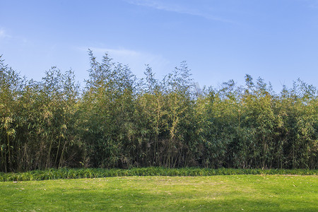 蓝天树木草地自然风景摄影图