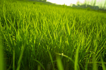 手绘发芽的小草摄影照片_春天小草自然风景摄影图