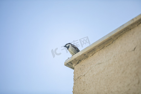 屋檐上一只小鸟摄影图